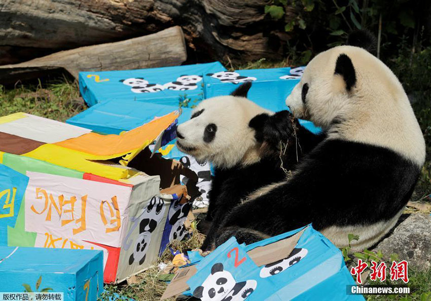 Zoo de Viena oferece presentes de aniversário a casal de pandas gêmeos