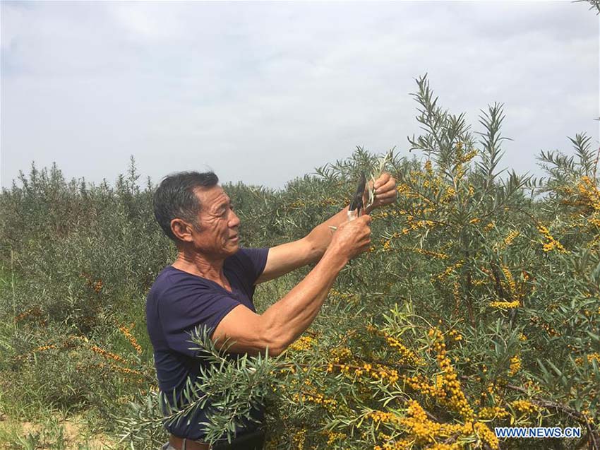 Deserto de Kubuqi: exemplo do sucesso da China no controlo da desertifica??o