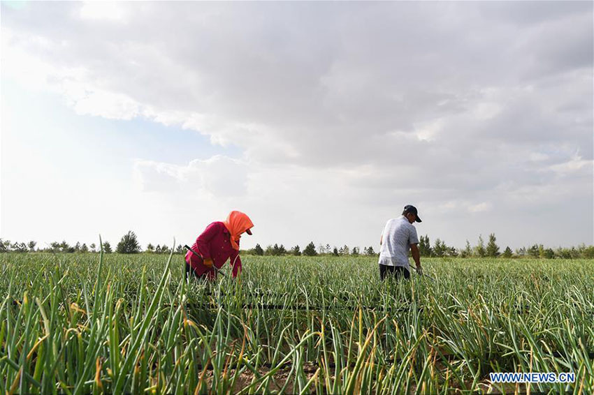 Deserto de Kubuqi: exemplo do sucesso da China no controlo da desertifica??o