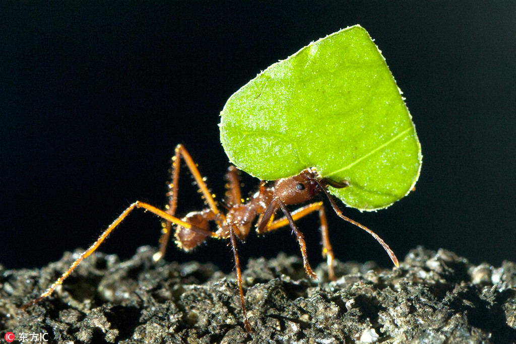 Galeria: Natureza em forma de cora??o para celebrar o Festival do Duplo Sete