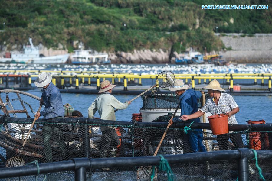 Zona de maricultura na ilha Nanji em Wenzhou, leste da China