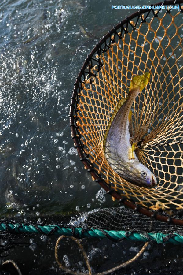 Zona de maricultura na ilha Nanji em Wenzhou, leste da China