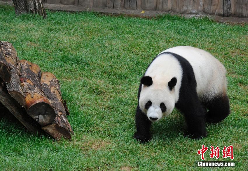 Pandas regressam a Sichuan após de 3 anos em Jilin