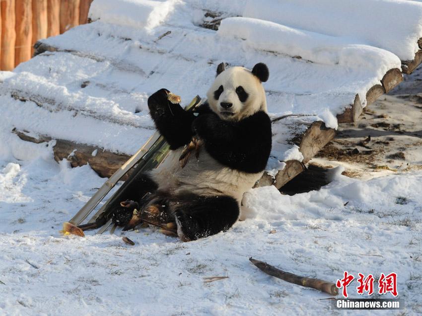 Pandas regressam a Sichuan após de 3 anos em Jilin