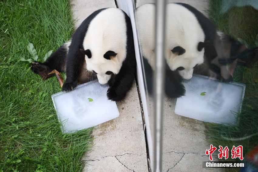 Pandas regressam a Sichuan após de 3 anos em Jilin