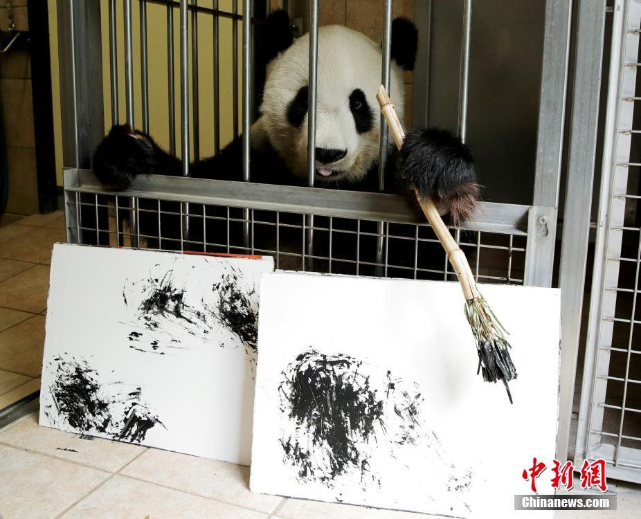 Galeria: Yang Yang, o panda gigante pintor