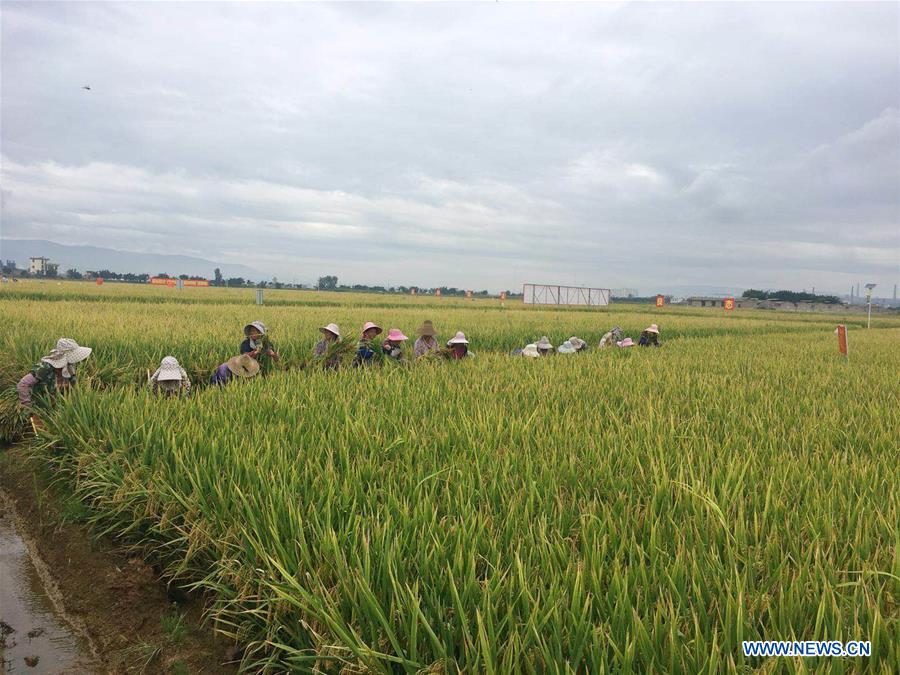 China: Produ??o de arroz super híbrido bate novo recorde mundial