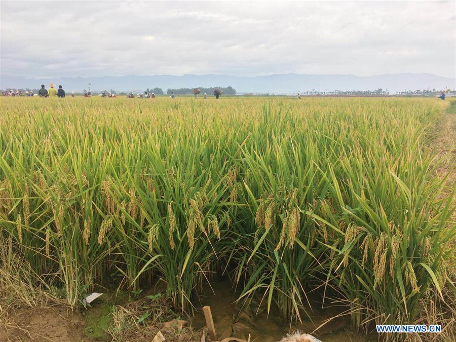 China: Produ??o de arroz super híbrido bate novo recorde mundial