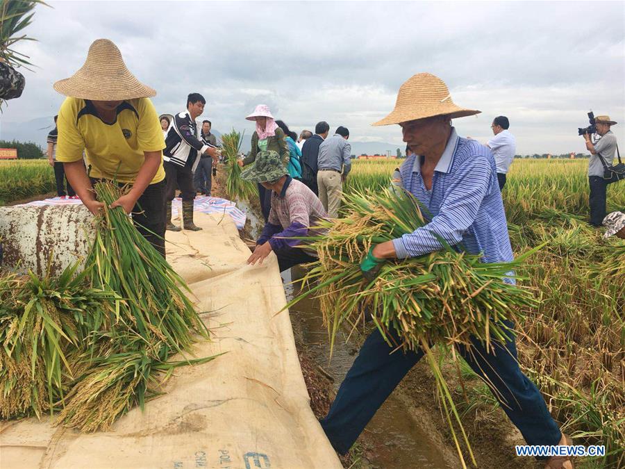 China: Produ??o de arroz super híbrido bate novo recorde mundial