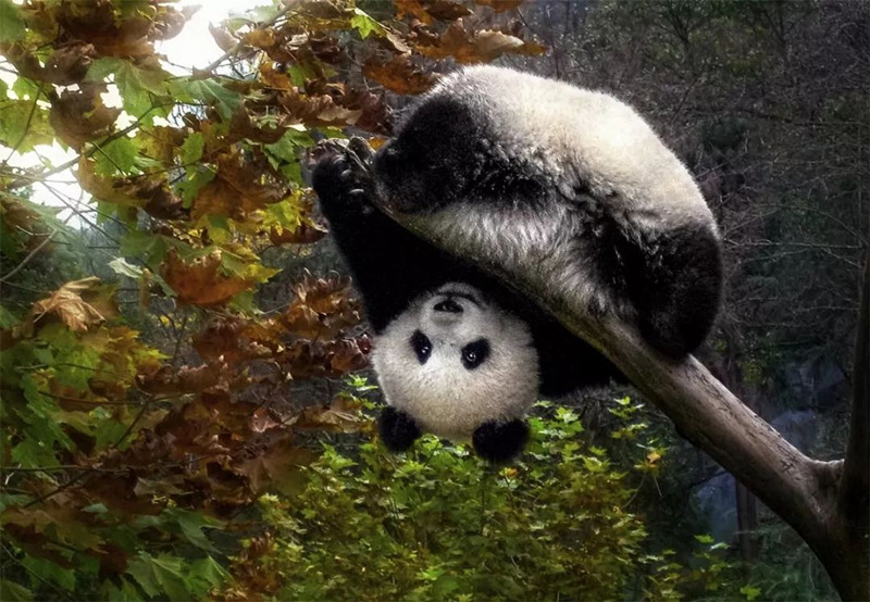 Fotógrafo de 64 anos dedica 26 anos a fotografar pandas em toda a China