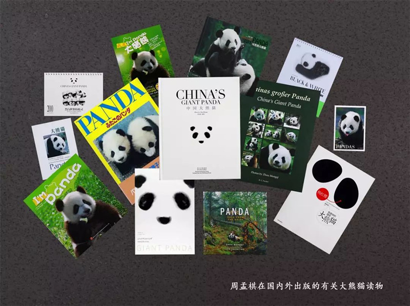 Fotógrafo de 64 anos dedica 26 anos a fotografar pandas em toda a China