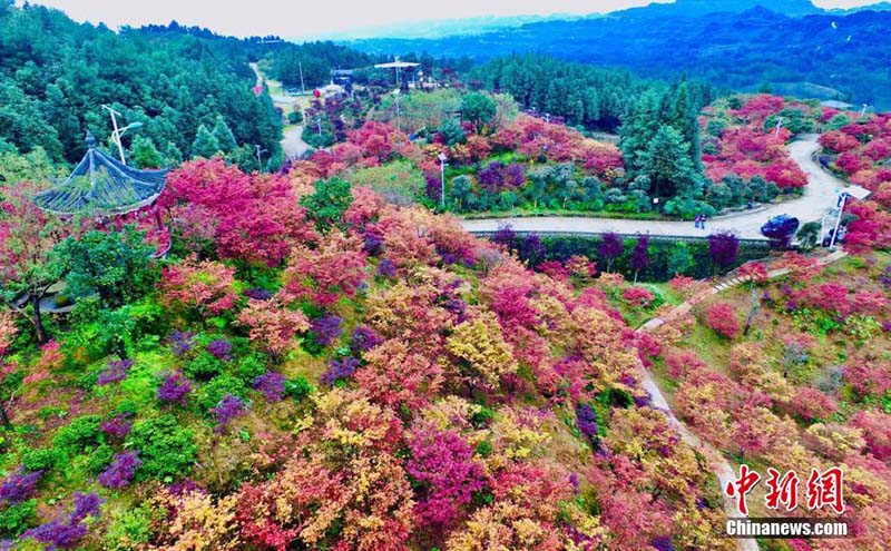 Galeria: Floresta de bordo em cores espetaculares em Chongqing