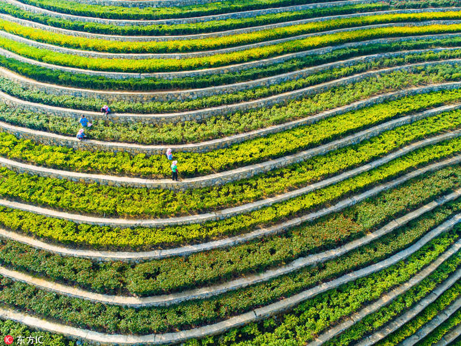 Galeria: Paisagem outonal dos socalcos em Guizhou