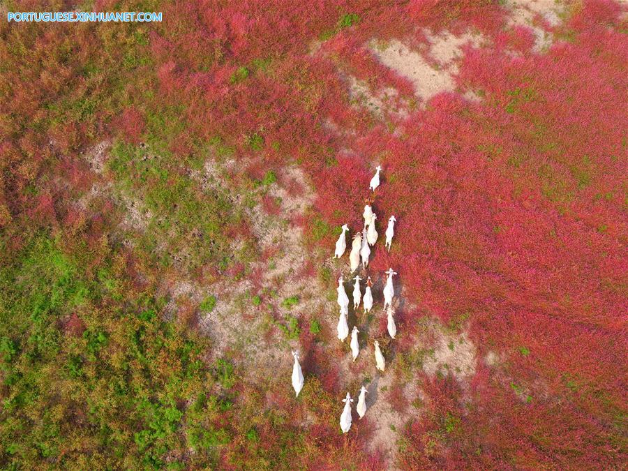 Galeria: Lago Hongze em Huai'an, província de Jiangsu