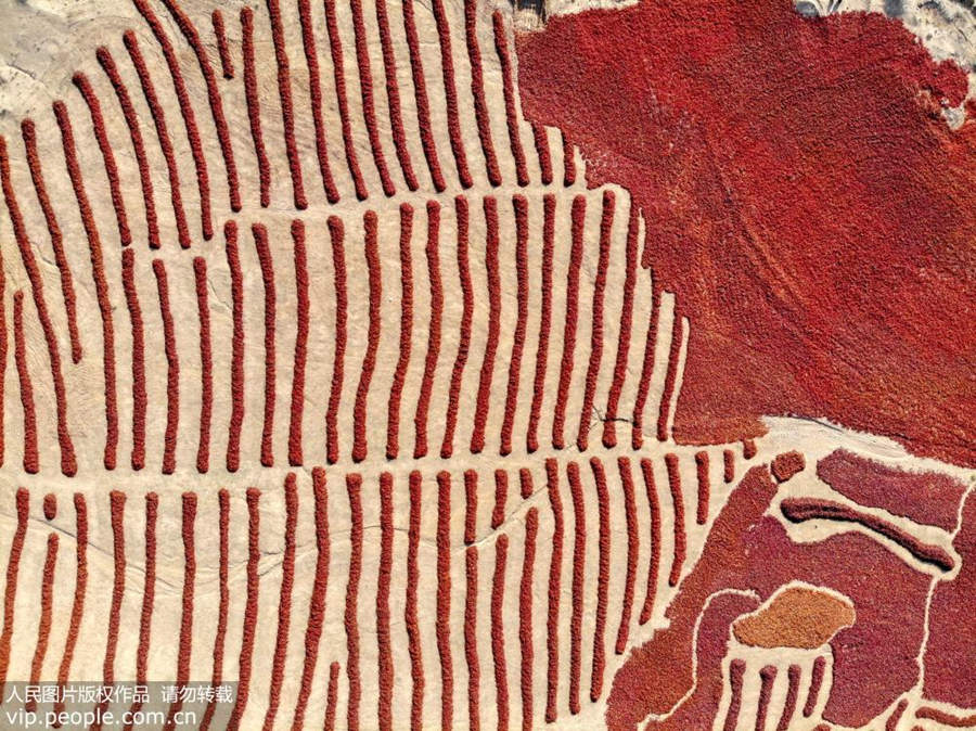 Galeria: Agricultores secam malaguetas em Gansu