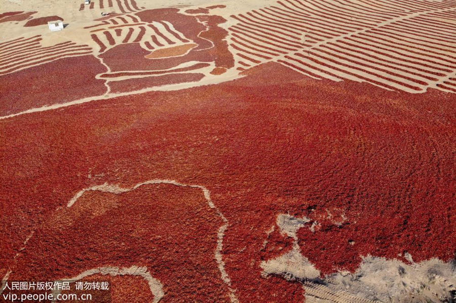 Galeria: Agricultores secam malaguetas em Gansu