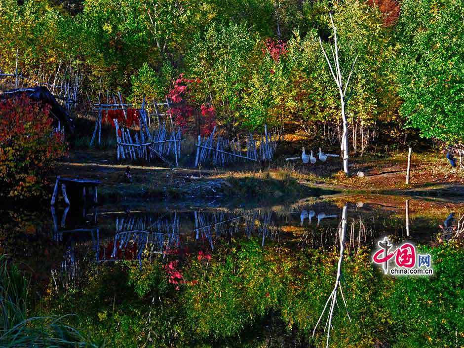 Galeria: Paisagem outonal das pastagens de Bashang