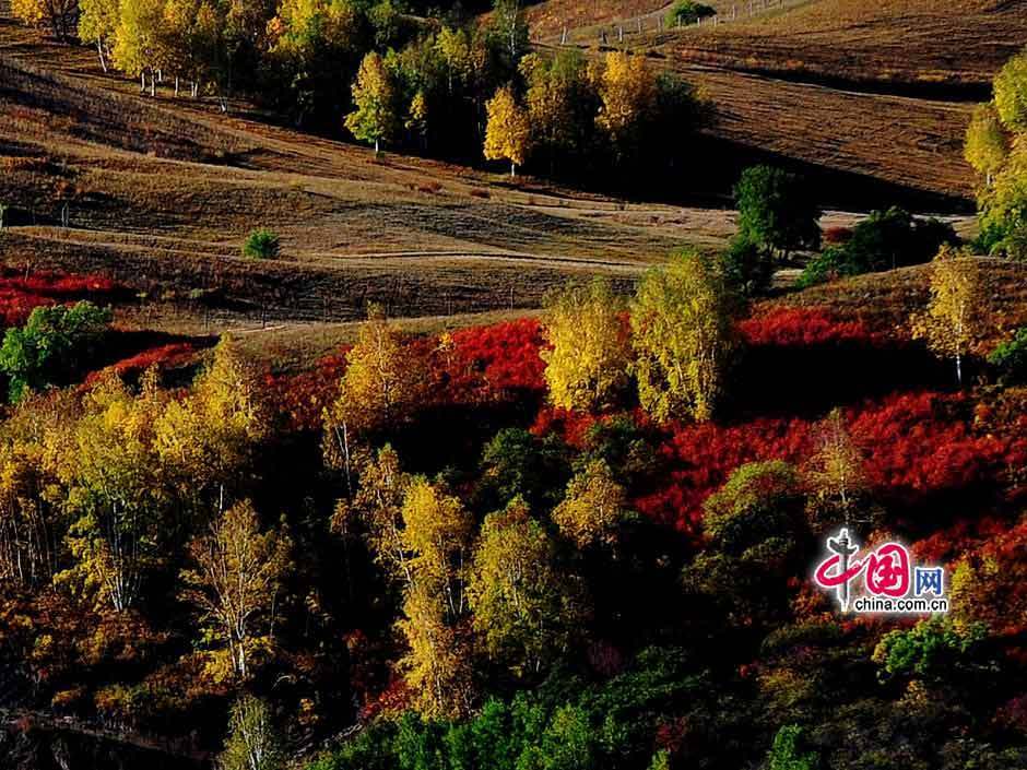 Galeria: Paisagem outonal das pastagens de Bashang