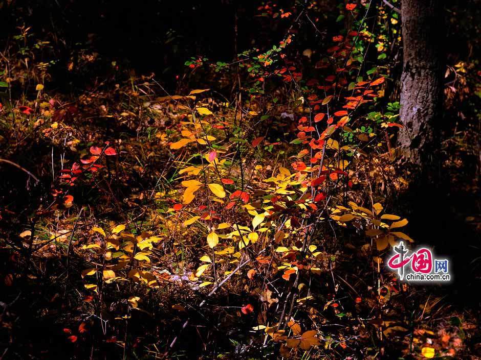 Galeria: Paisagem outonal das pastagens de Bashang