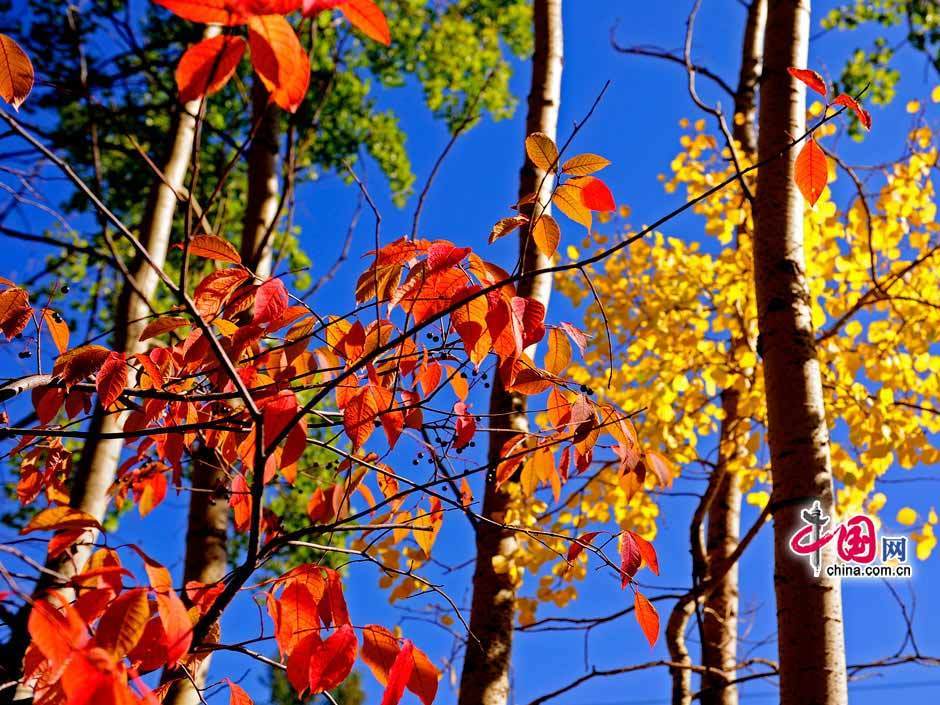 Galeria: Paisagem outonal das pastagens de Bashang