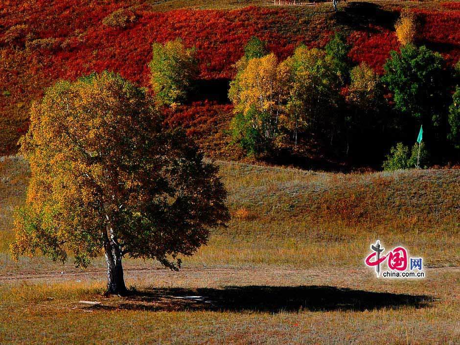 Galeria: Paisagem outonal das pastagens de Bashang