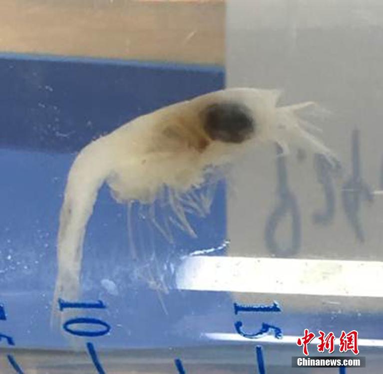 Pesquisadores da ACC concluem miss?o no mar profundo