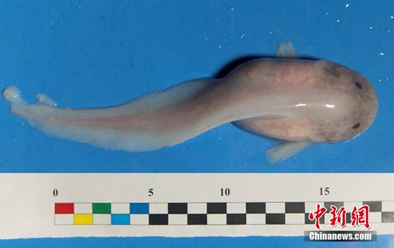 Pesquisadores da ACC concluem miss?o no mar profundo