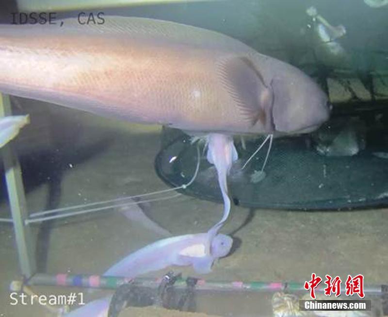 Pesquisadores da ACC concluem miss?o no mar profundo