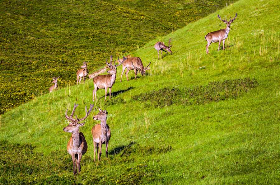 Galeria: Montanha Qilian no outono