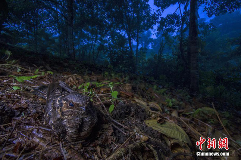 Galeria: Fotógrafo de Vida Selvagem 2018 divulga fotos vencedoras
