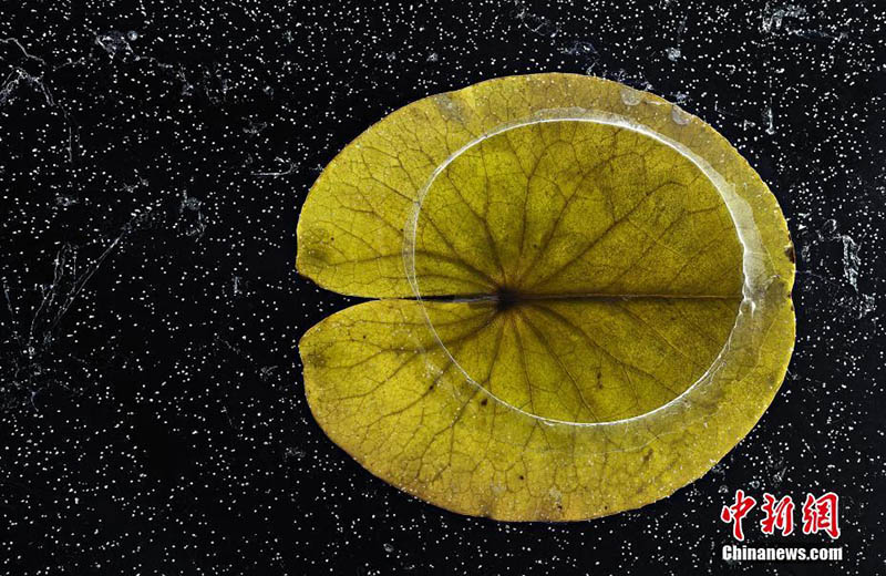 Galeria: Fotógrafo de Vida Selvagem 2018 divulga fotos vencedoras