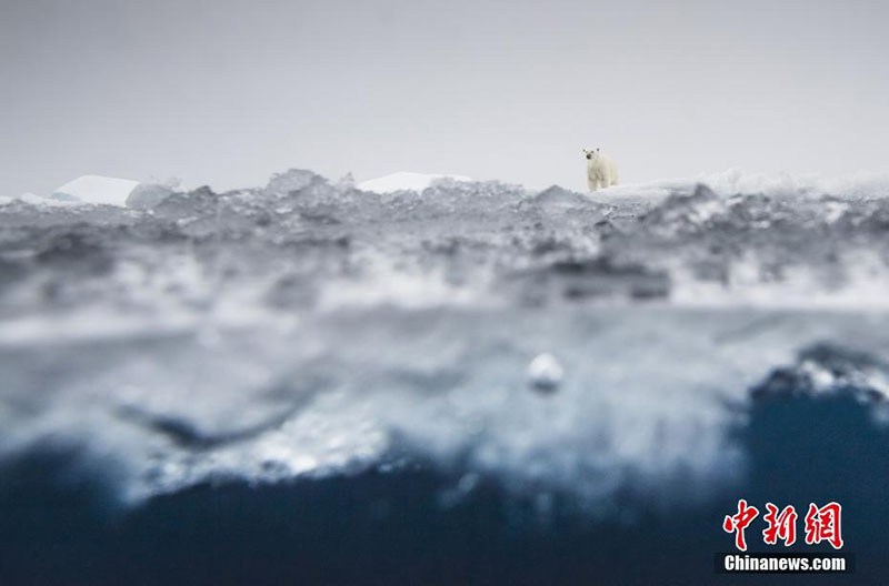 Galeria: Fotógrafo de Vida Selvagem 2018 divulga fotos vencedoras