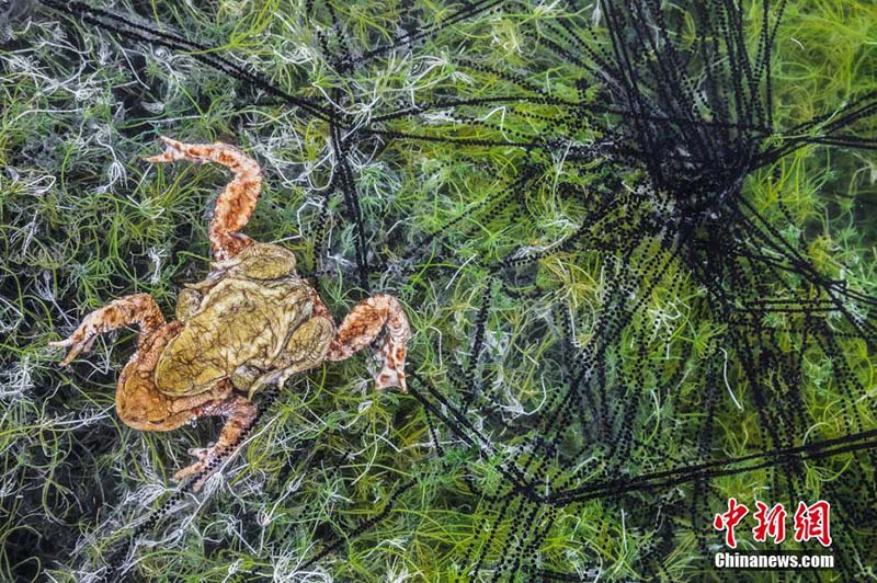 Galeria: Fotógrafo de Vida Selvagem 2018 divulga fotos vencedoras