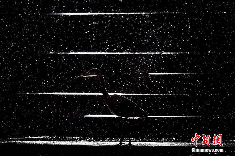 Galeria: Fotógrafo de Vida Selvagem 2018 divulga fotos vencedoras