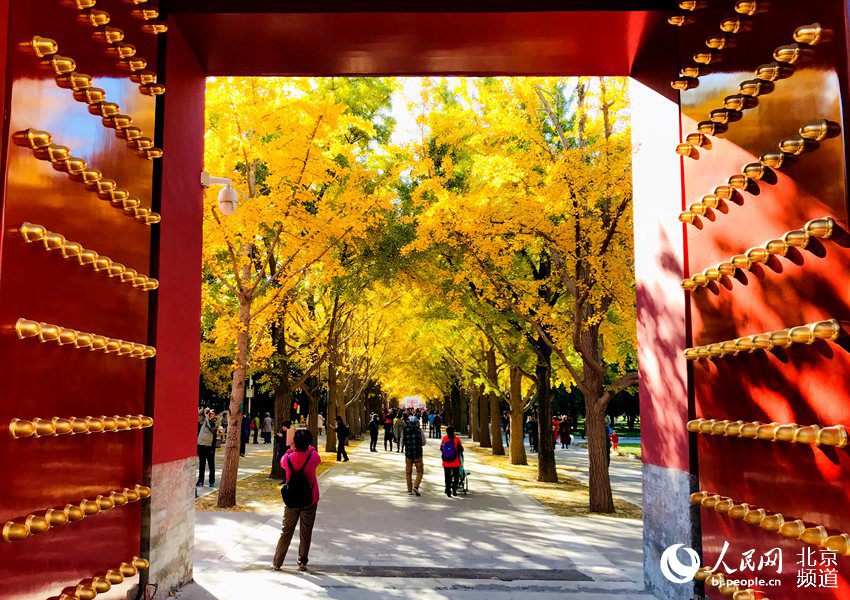 Galeria: Folhas outonais de ginkgo decoram Templo da Terra