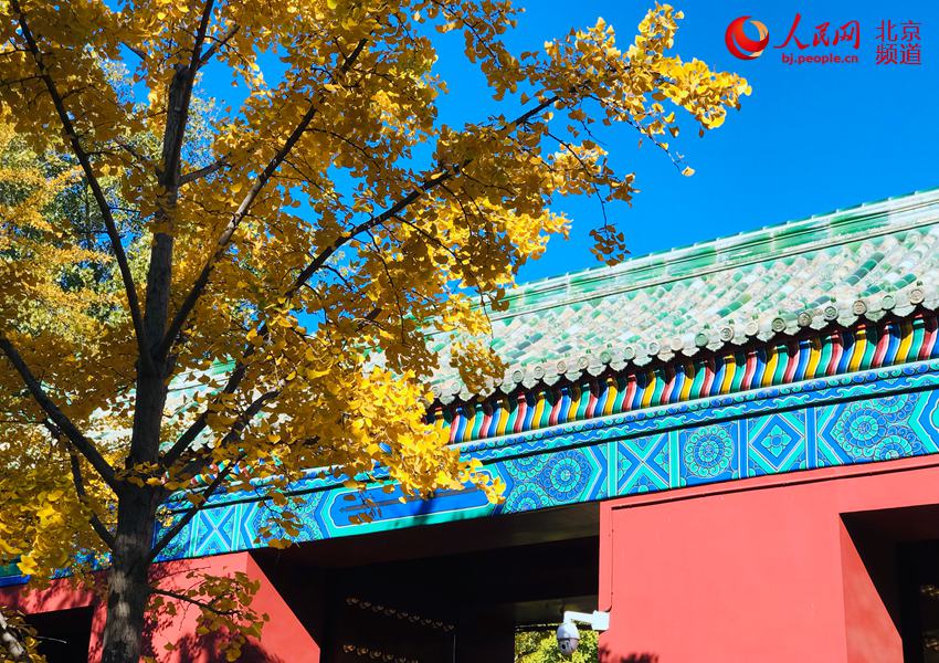 Galeria: Folhas outonais de ginkgo decoram Templo da Terra