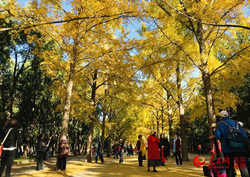 Galeria: Folhas outonais de ginkgo decoram Templo da Terra