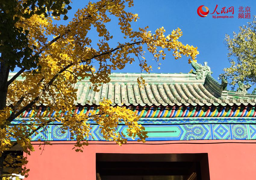 Galeria: Folhas outonais de ginkgo decoram Templo da Terra