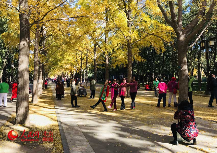 Galeria: Folhas outonais de ginkgo decoram Templo da Terra