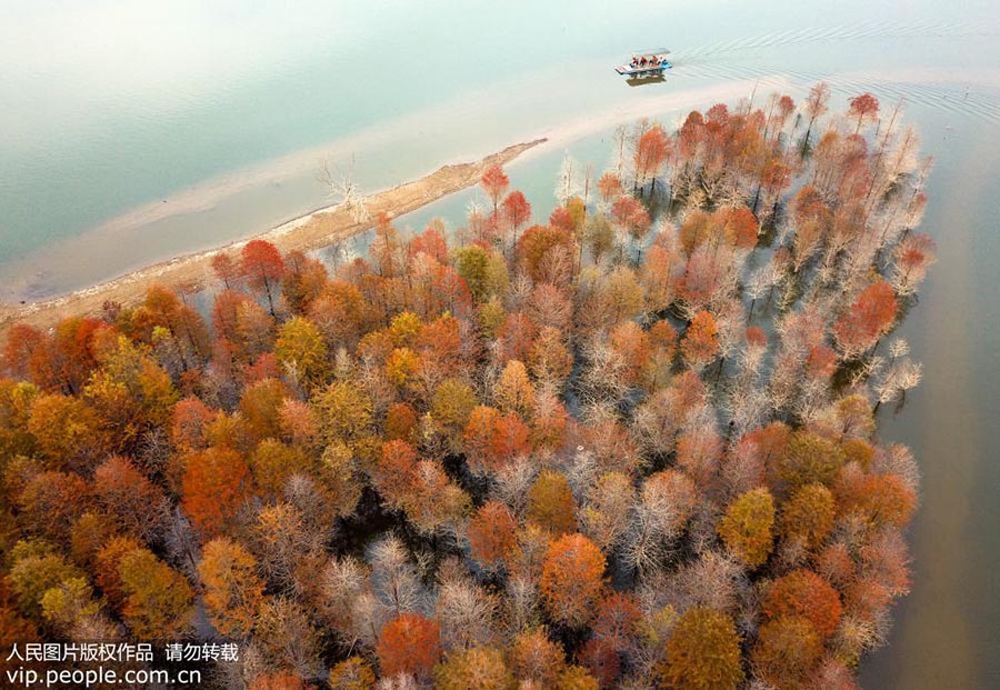 Galeria: Sequoias na província de Anhui