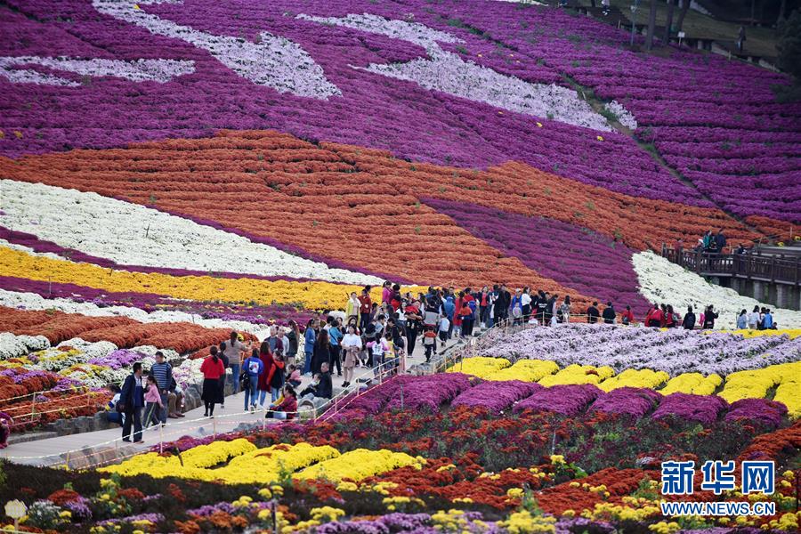 Guizhou: “Economia do crisantemo” atrai turismo às regi?es rurais