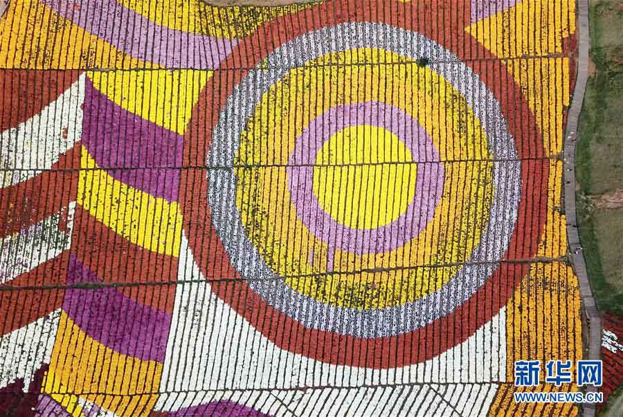 Guizhou: “Economia do crisantemo” atrai turismo às regi?es rurais