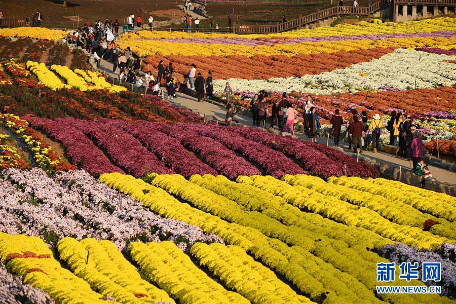 Guizhou: “Economia do crisantemo” atrai turismo às regi?es rurais