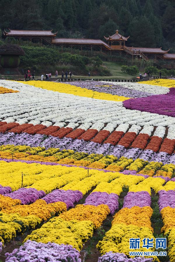 Guizhou: “Economia do crisantemo” atrai turismo às regi?es rurais