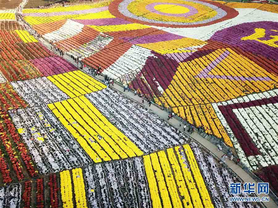 Guizhou: “Economia do crisantemo” atrai turismo às regi?es rurais