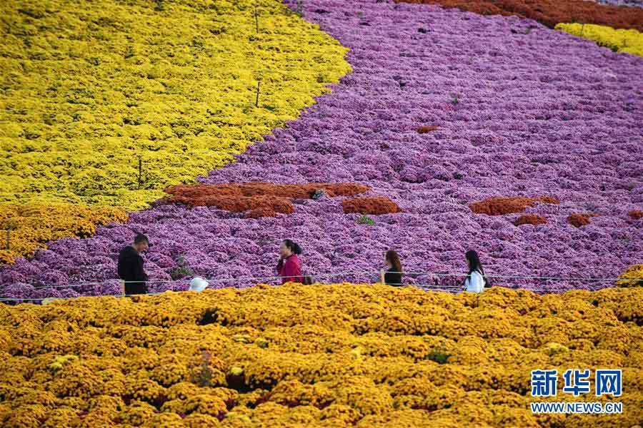 Guizhou: “Economia do crisantemo” atrai turismo às regi?es rurais