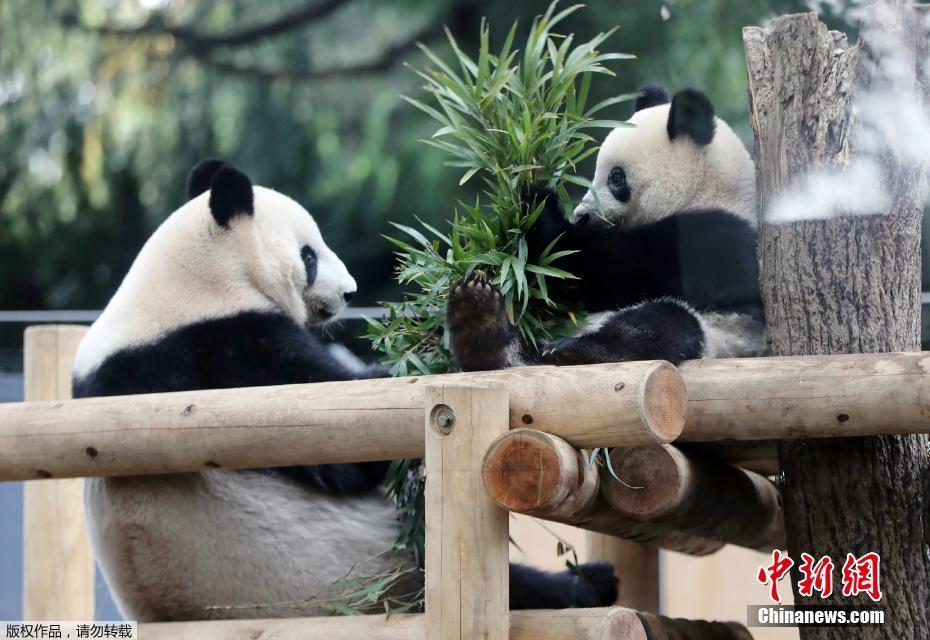 Galeria: Panda Xiang Xiang imita pose da m?e no Jap?o