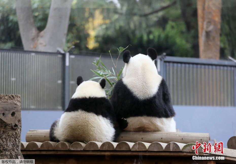 Galeria: Panda Xiang Xiang imita pose da m?e no Jap?o