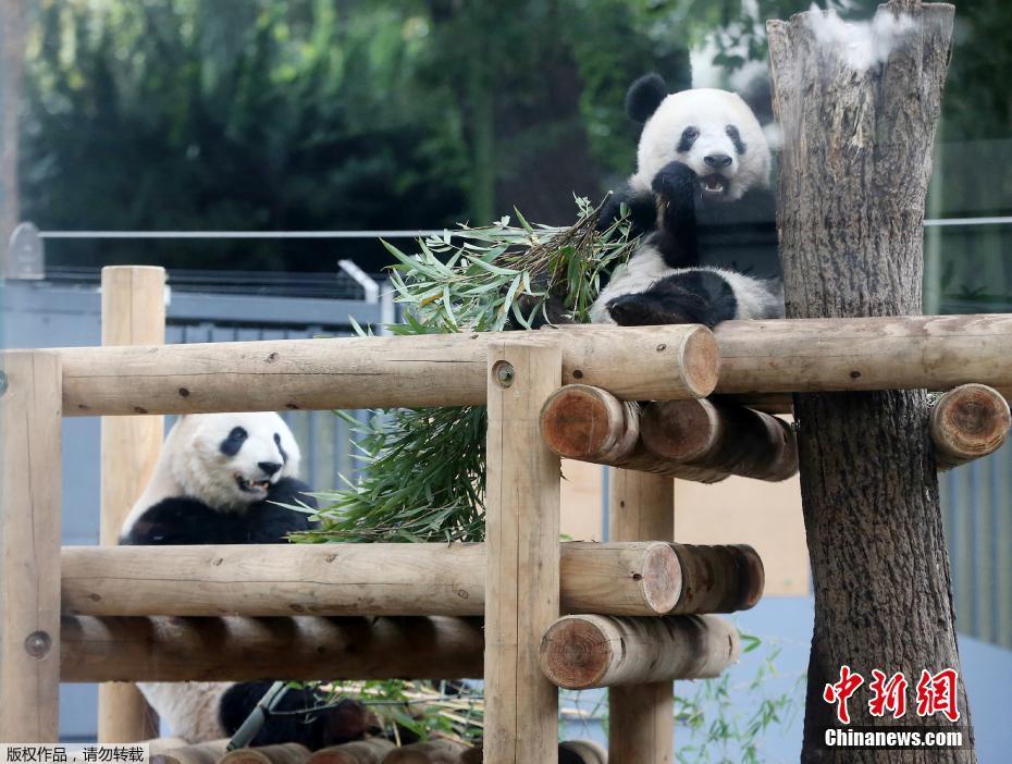 Galeria: Panda Xiang Xiang imita pose da m?e no Jap?o