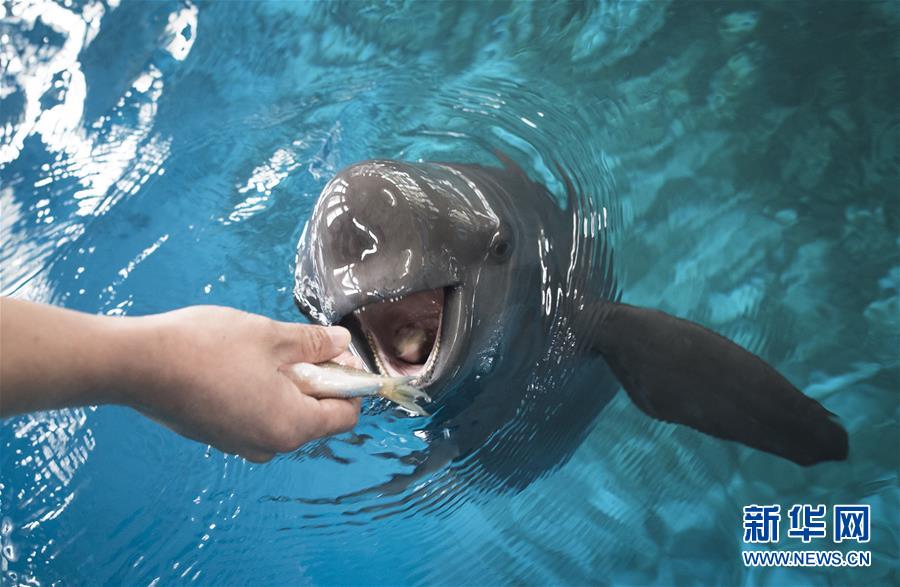 Galeria: Golfinhos do Rio Yangtze protegidos em Wuhan